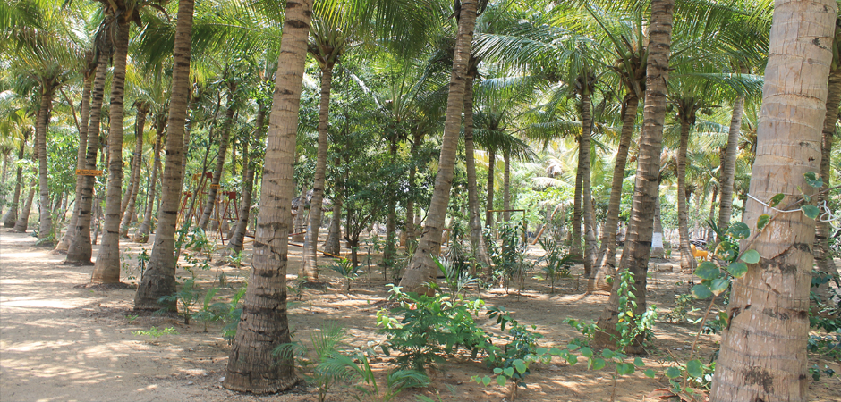 Dharani Resorts - Coconut Trees
