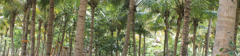 Dharani Resorts - Coconut Trees